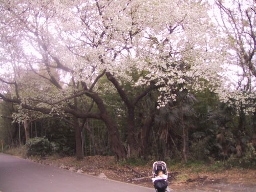 桜と智里