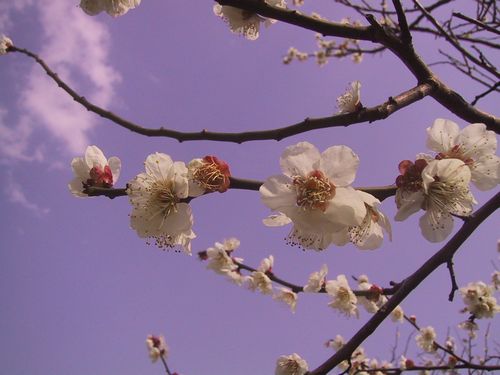 梅